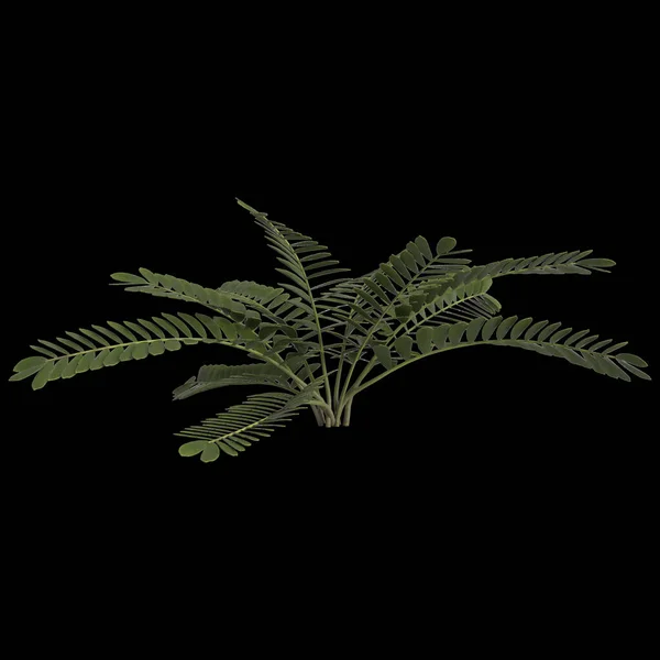 Ilustrace Zamia Furacea Rostliny Izolované Černém Pozadí — Stock fotografie