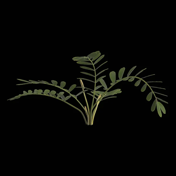 黒の背景に隔離されたザミア フルアセア植物の3Dイラスト — ストック写真