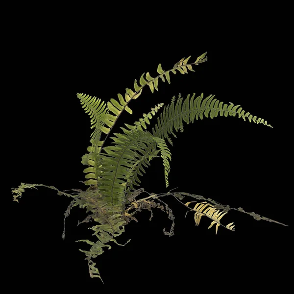 Ilustracja Rośliny Paproci Izolowane Czarnym Tle — Zdjęcie stockowe