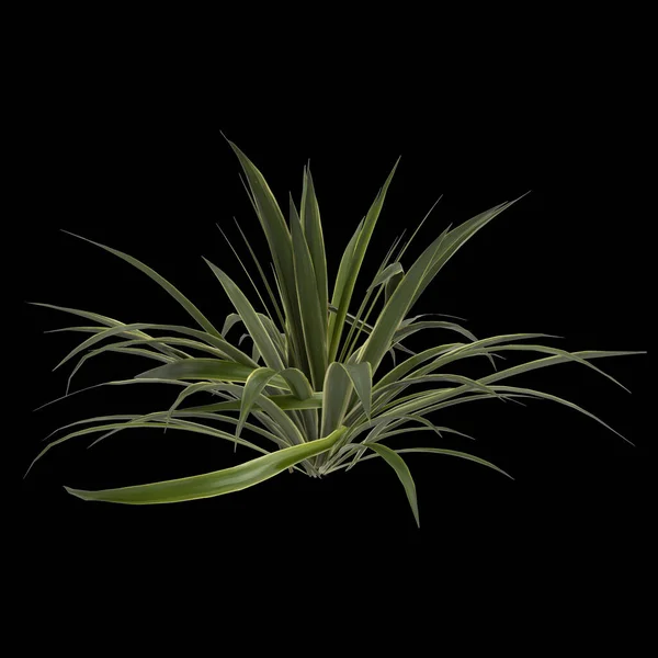 Ilustrace Rostliny Agave Brakteosa Izolované Černém Pozadí — Stock fotografie