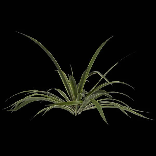 Illustration Agave Bracteosa Plant Isolated Black Background — Stock Photo, Image