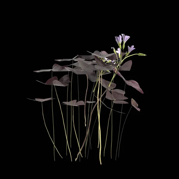 Απεικόνιση Του Φυτού Oxalis Triangularis Απομονωμένο Μαύρο Φόντο — Φωτογραφία Αρχείου