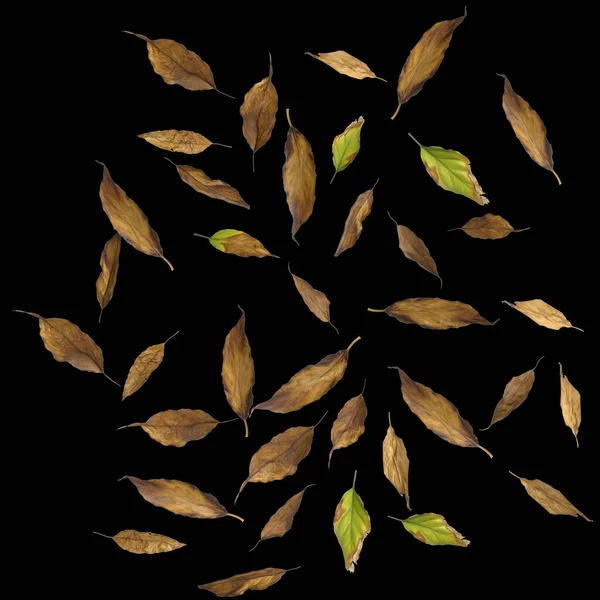 在黑色背景下分离出的小琼脂植物3D图例 — 图库照片
