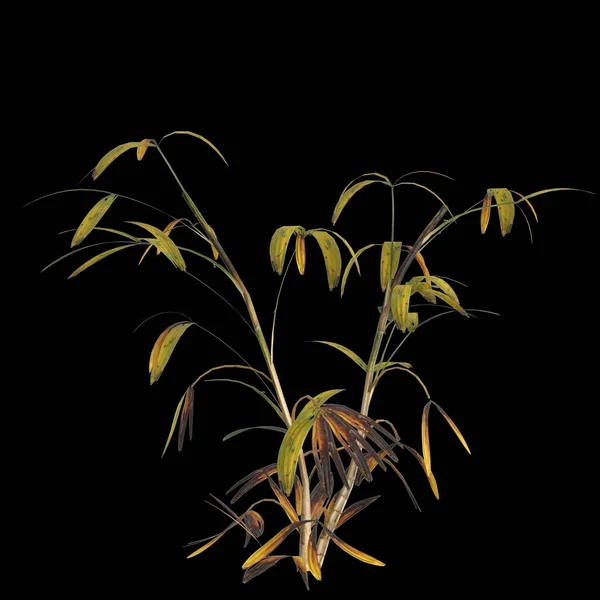 Απεικόνιση Του Φυτού Ράπης Απομονωμένο Μαύρο Φόντο — Φωτογραφία Αρχείου