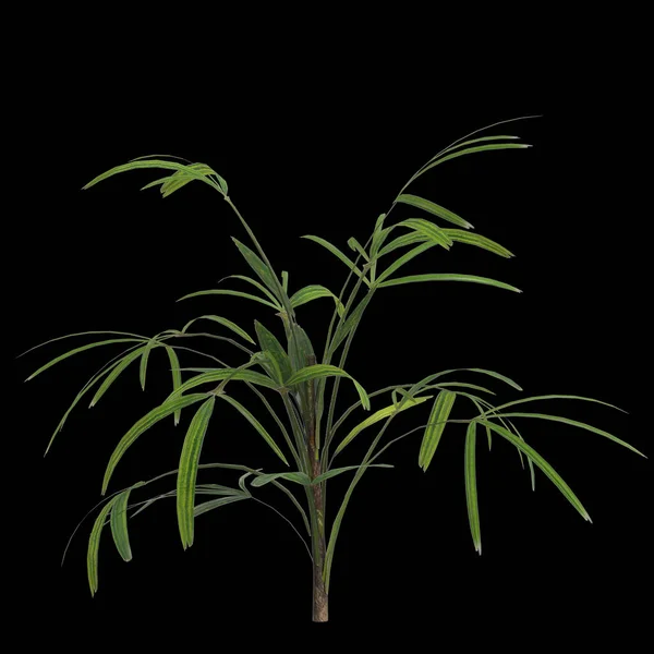 Illustration Rhapis Plant Isolated Black Background — Stock Photo, Image
