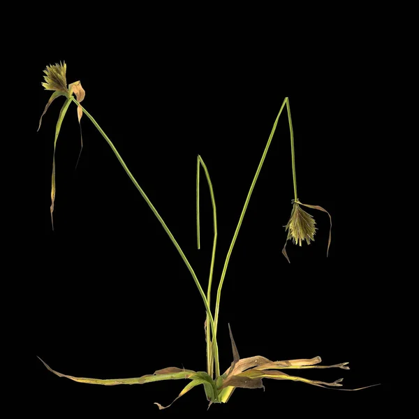 Ілюстрація Рослини Циперу Дифформіс Ізольовані Чорному Тлі — стокове фото