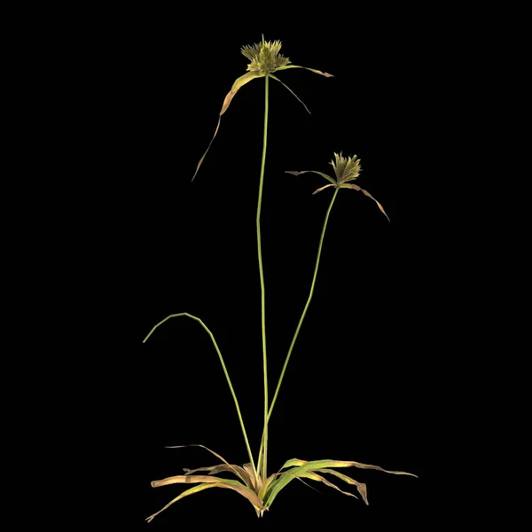 Ілюстрація Рослини Циперу Дифформіс Ізольовані Чорному Тлі — стокове фото