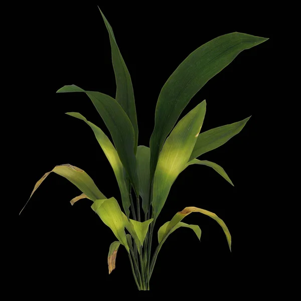 黒の背景に隔離されたアスピディスタ植物の3Dイラスト — ストック写真