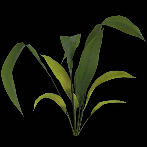Ілюстрація Рослини Аспідистра Елатіора Ізольовані Чорному Тлі — стокове фото