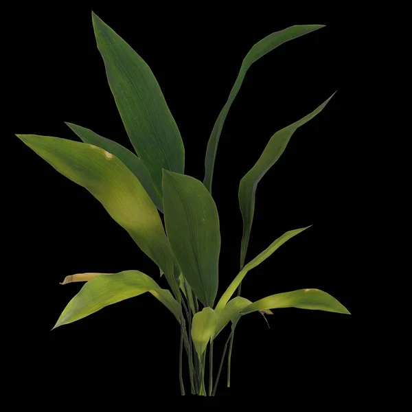 从黑色背景中分离出来的一种植物的3D图例 — 图库照片