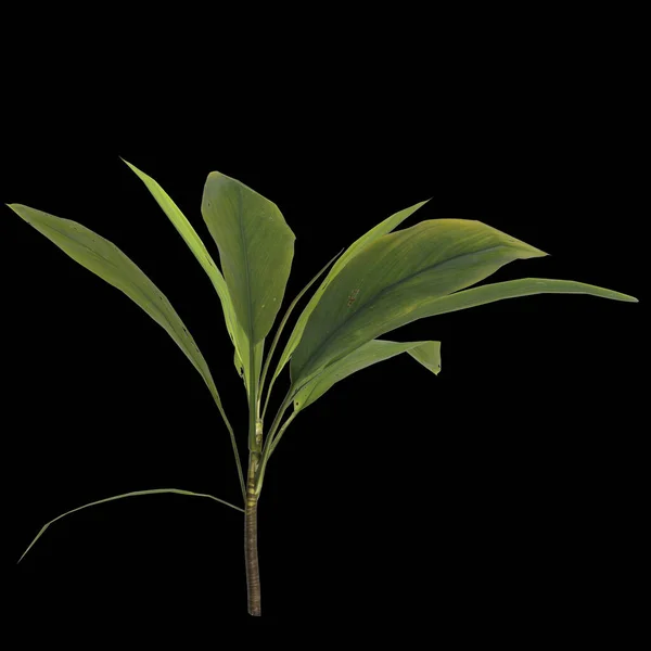 Иллюстрация Аспидистского Элаторного Растения Выделенного Черном Фоне — стоковое фото