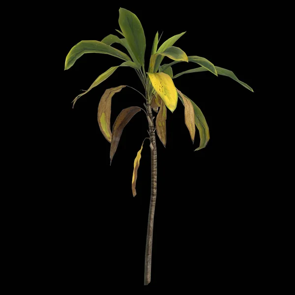 Illustration Der Aspidistra Elatior Pflanze Isoliert Auf Schwarzem Hintergrund — Stockfoto