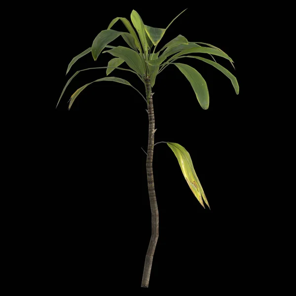 Illustration Der Aspidistra Elatior Pflanze Isoliert Auf Schwarzem Hintergrund — Stockfoto