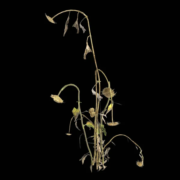 Απεικόνιση Των Πολυετή Φυτά Που Απομονώνονται Μαύρο Φόντο — Φωτογραφία Αρχείου