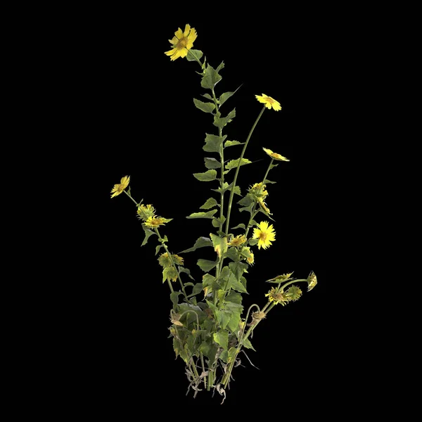 黒の背景に隔離された多年生植物の3Dイラスト — ストック写真