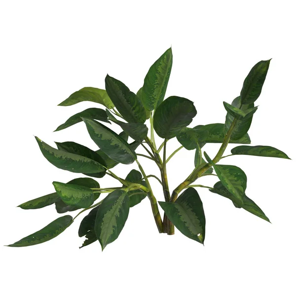 Illustration Von Aglaonema Silver Lorbeer Pflanze Isoliert Auf Weißem Hintergrund — Stockfoto