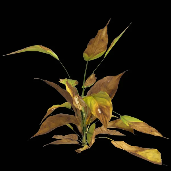 Απεικόνιση Του Φυτού Aglaonema Σεμνότητα Απομονώνονται Μαύρο Φόντο — Φωτογραφία Αρχείου