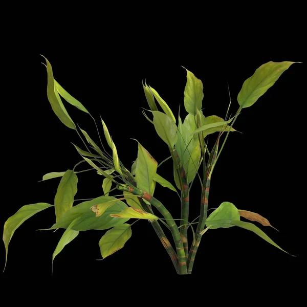 Ilustrace Aglaonema Modestum Rostliny Izolované Černém Pozadí — Stock fotografie