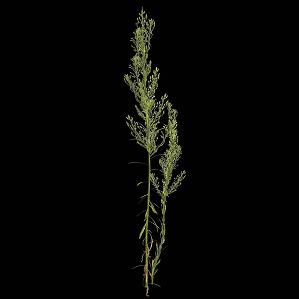 Illustration Horseweed Plant Isolated Black Background — Stock Photo, Image