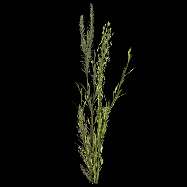 Illustration Horseweed Plant Isolated Black Background — Stock Photo, Image