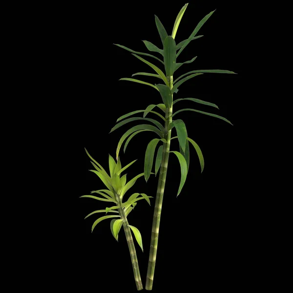 Ilustracja Rośliny Dracaena Reflexa Izolowane Czarnym Tle — Zdjęcie stockowe