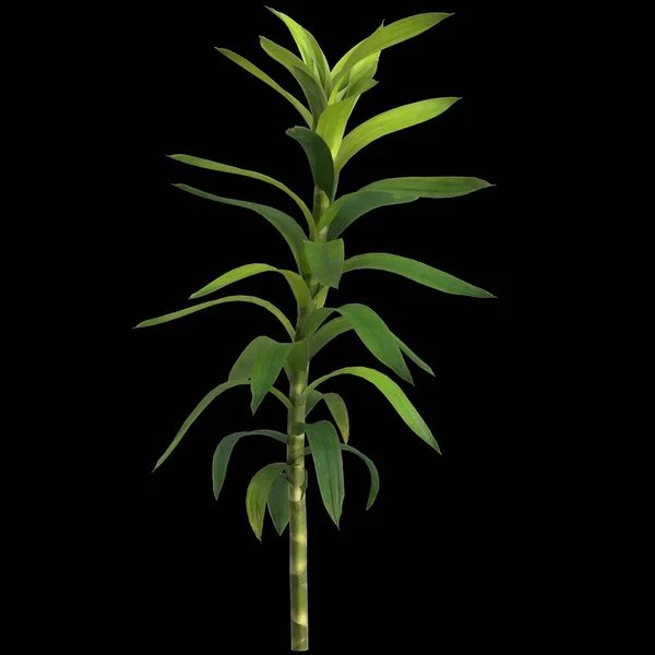 Ilustrace Dracaena Reflexní Rostliny Izolované Černém Pozadí — Stock fotografie
