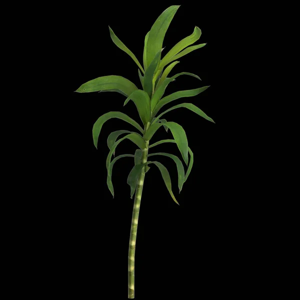 Ilustrace Dracaena Reflexní Rostliny Izolované Černém Pozadí — Stock fotografie