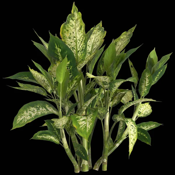 Ilustracja Rośliny Dieffenbachia Maculata Izolowane Czarnym Tle — Zdjęcie stockowe