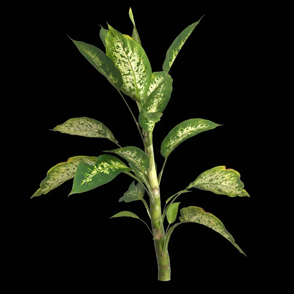 Illustrasjon Dieffenbachia Maculata Plante Isolert Svart Bakgrunn – stockfoto