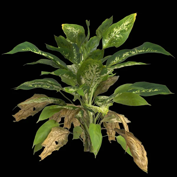 黑色背景下分离出的金银花植物3D图例 — 图库照片