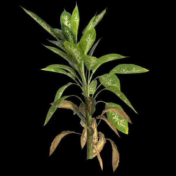 黒の背景に隔離されたDieffenbachia Maculata植物の3Dイラスト — ストック写真