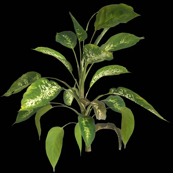 Ilustrace Dieffenbachia Maculata Rostliny Izolované Černém Pozadí — Stock fotografie