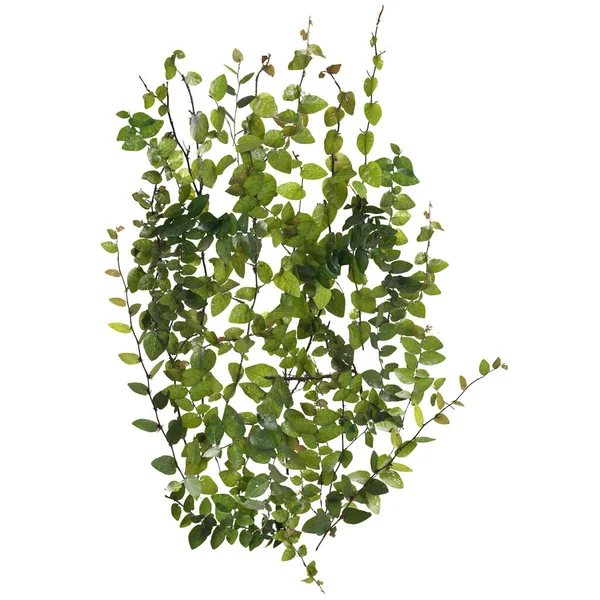 Illustration Ficus Pumila Creeper Isolated White Background — Stock Photo, Image