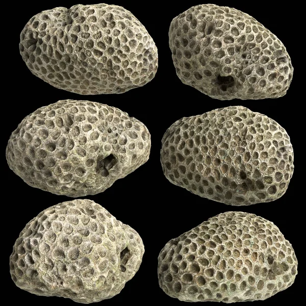 Arka planda izole edilmiş 3d mercan çizimi