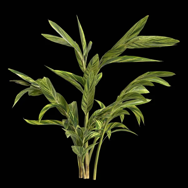 黒の背景に隔離されたアルピニアゼルンベット植物の3Dイラスト — ストック写真