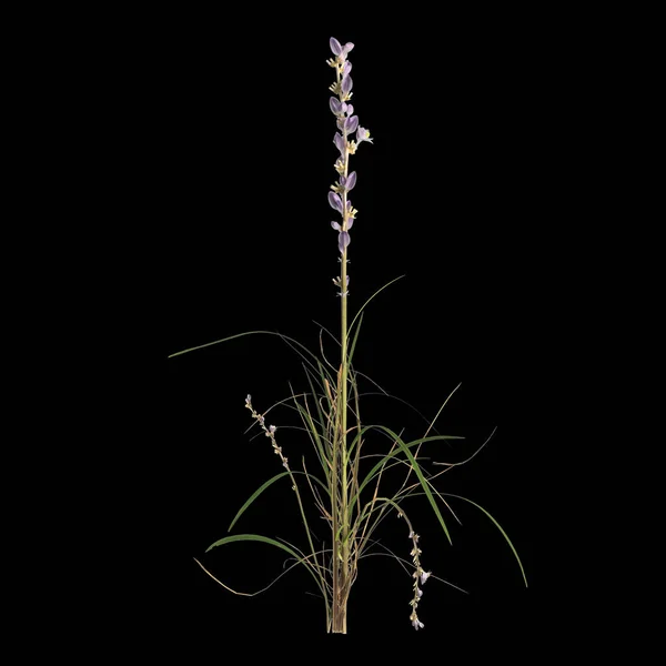 Απεικόνιση Του Φυτού Χλοοτάπητα Lily Απομονώνονται Μαύρο Φόντο — Φωτογραφία Αρχείου