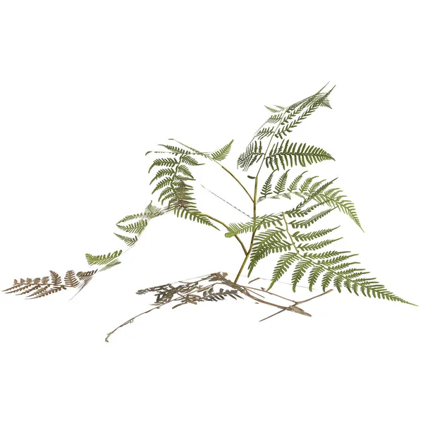 Illusztrációja Pteris Tremula Növény Elszigetelt Fehér Alapon — Stock Fotó
