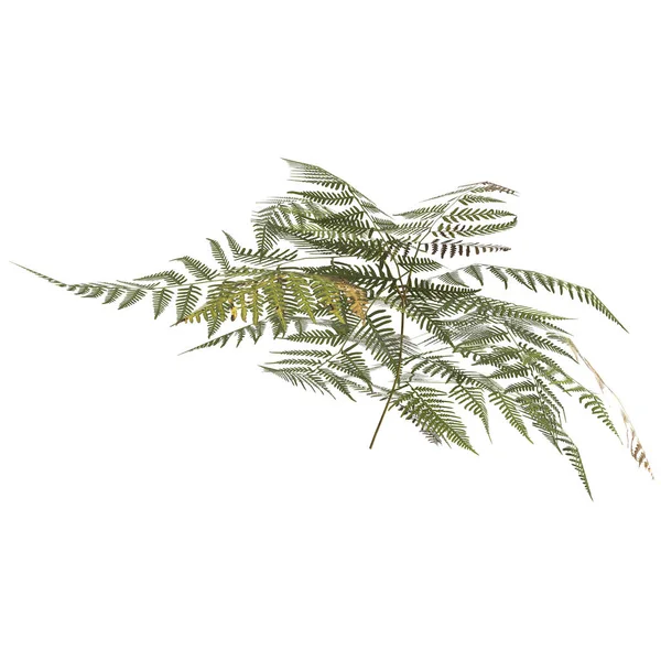 Illusztrációja Pteris Tremula Növény Elszigetelt Fehér Alapon — Stock Fotó