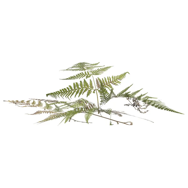 Illustratie Van Pteris Tremula Plant Geïsoleerd Witte Achtergrond — Stockfoto
