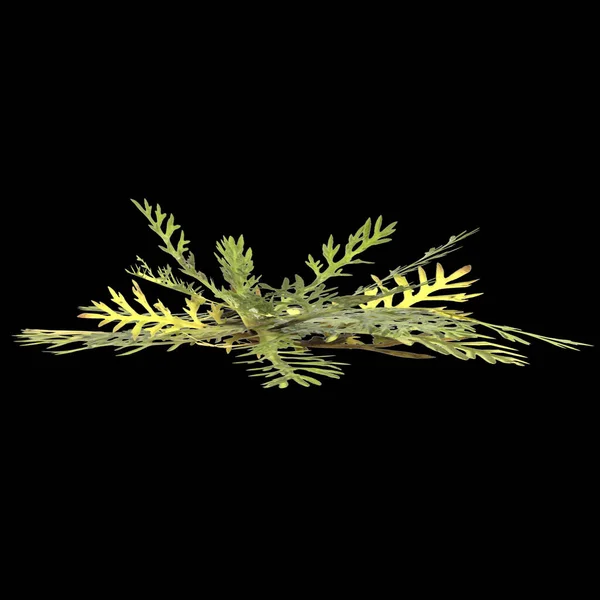 黑色背景下分离出的处女膜瘤植物3D例 — 图库照片