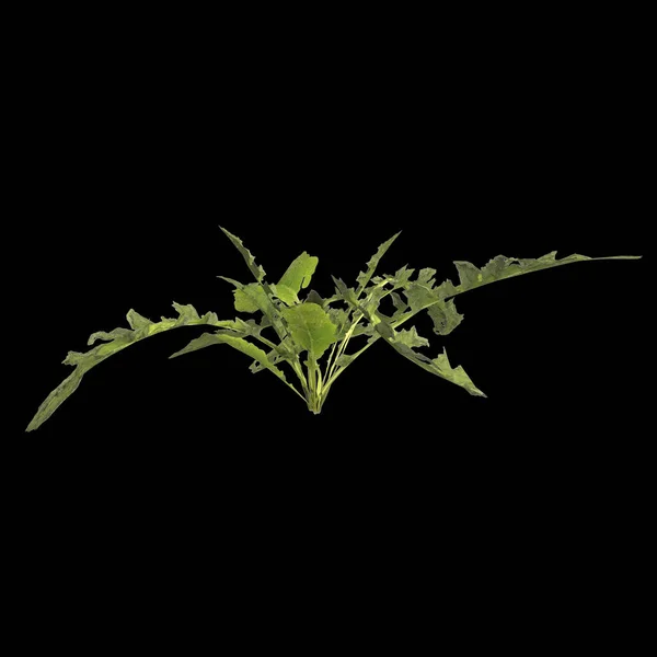 Ilustrace Rorippa Palustris Rostlin Izolovaných Černém Pozadí — Stock fotografie