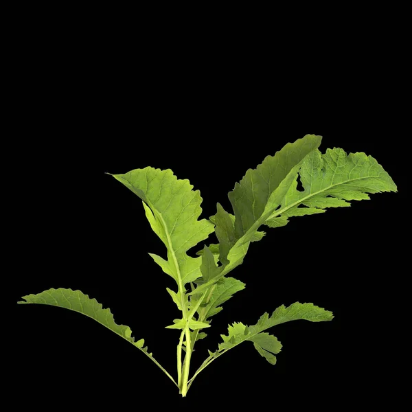 Illustratie Van Rorippa Palustris Plant Geïsoleerd Zwarte Achtergrond — Stockfoto