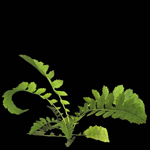 Ilustrasi Tanaman Rorippa Palustris Terisolasi Pada Latar Belakang Hitam — Stok Foto
