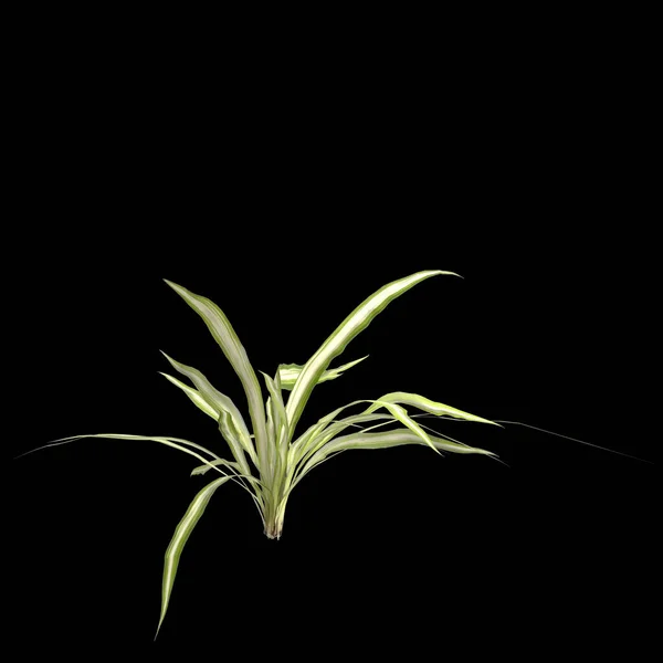 Siyah Arka Planda Izole Edilmiş Çeşitli Keten Zambak Bitkisinin Çizimi — Stok fotoğraf