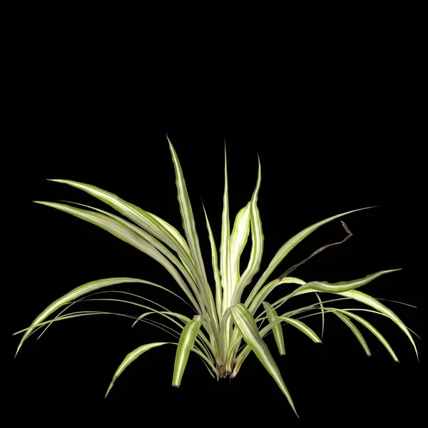 Illustration Variegated Flax Lily Plant Isolated Black Background — Stock Photo, Image