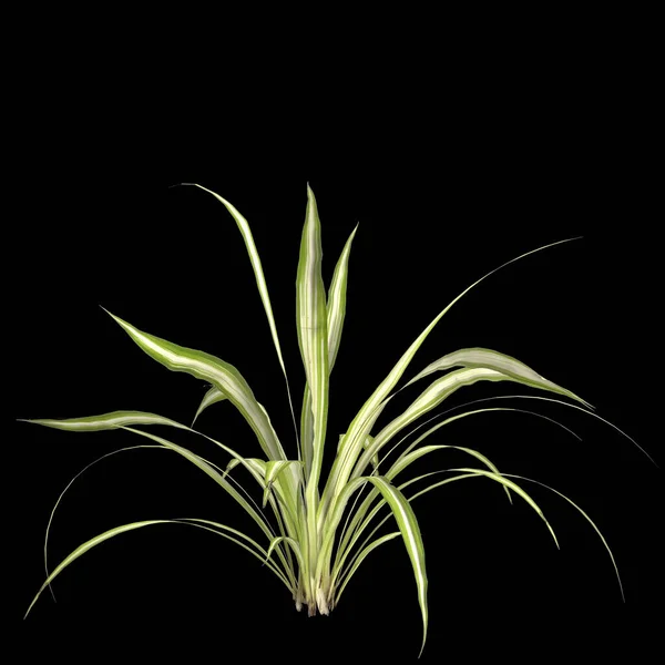 Ілюстрація Різнокольорової Рослини Лляної Лілії Ізольовані Чорному Тлі — стокове фото
