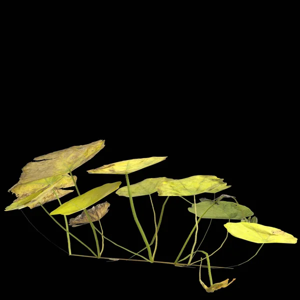 Illusztráció Nasturtium Növény Elszigetelt Fekete Alapon — Stock Fotó