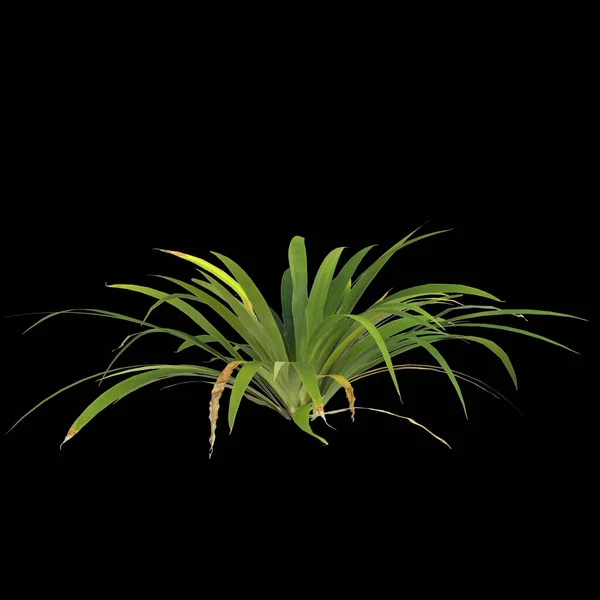 Απεικόνιση Του Φυτού Setaria Palmifolia Που Απομονώνεται Μαύρο Φόντο — Φωτογραφία Αρχείου