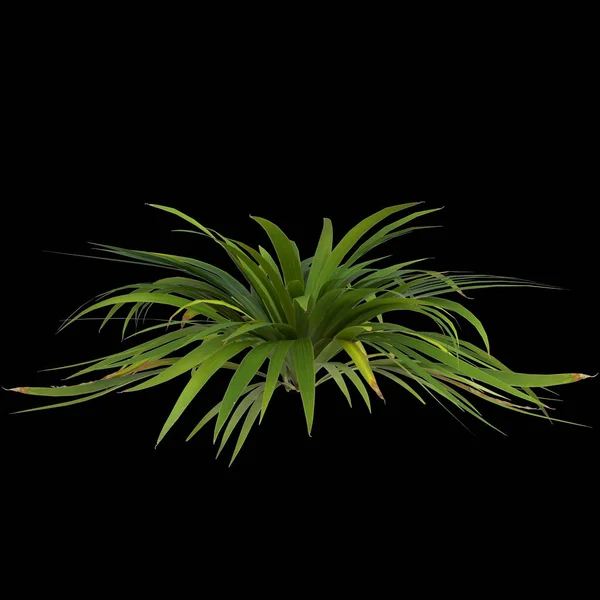 Ilustrace Setaria Palmifolia Rostliny Izolované Černém Pozadí — Stock fotografie