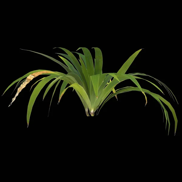 Ілюстрація Рослини Setaria Palmifolia Ізольовані Чорному Тлі — стокове фото